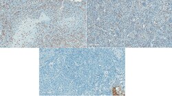 MilliporeSigma Histone H3, Rabbit, Unlabeled, Polyclonal, 200&mu;L; Unlabeled:Antibodies,